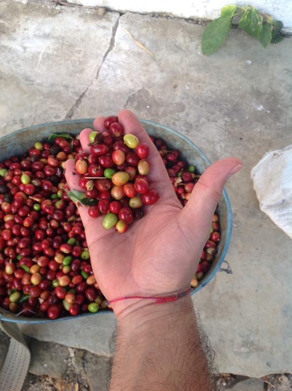 Finca San Rafael - Cafe Y Cacao Minca Exteriér fotografie